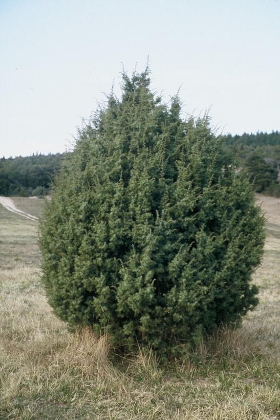 Jubiperus oycedrus