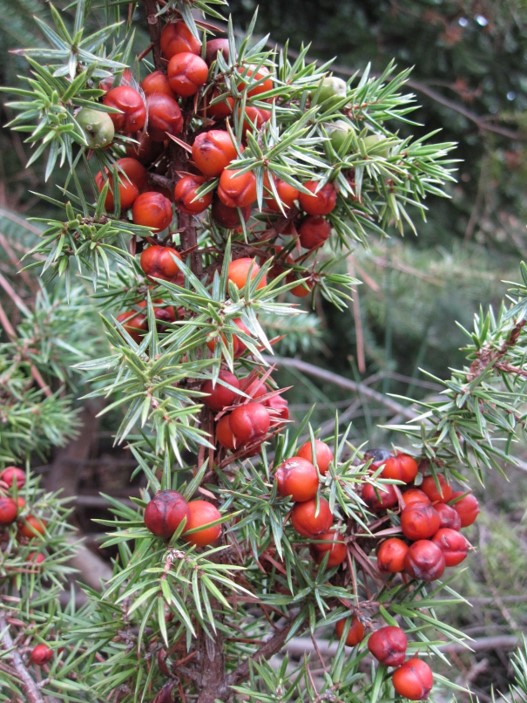 Jubiperus oycedrus galbuli