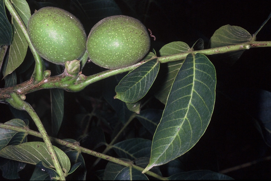 Juglans regia fruttiJPG