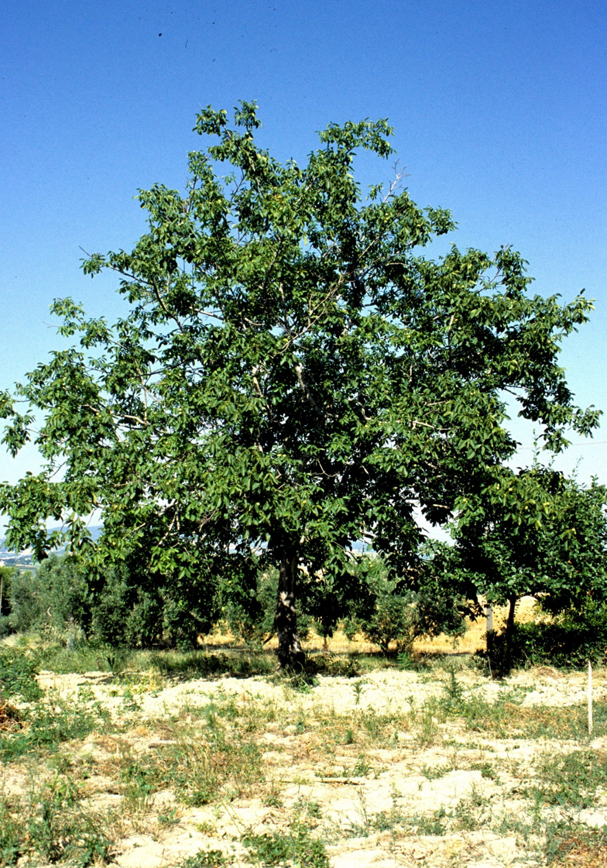 Junglans regia LJPG