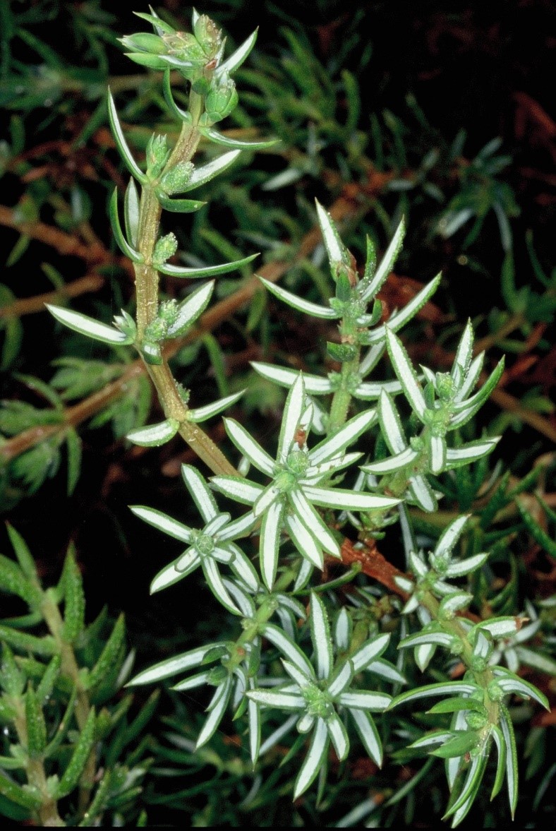 Juniperus communis aghi