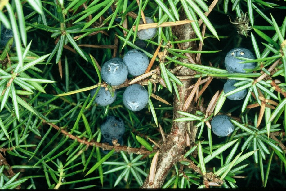 Juniperus communis galbuli