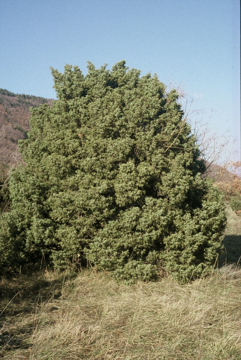 Juniperus communis