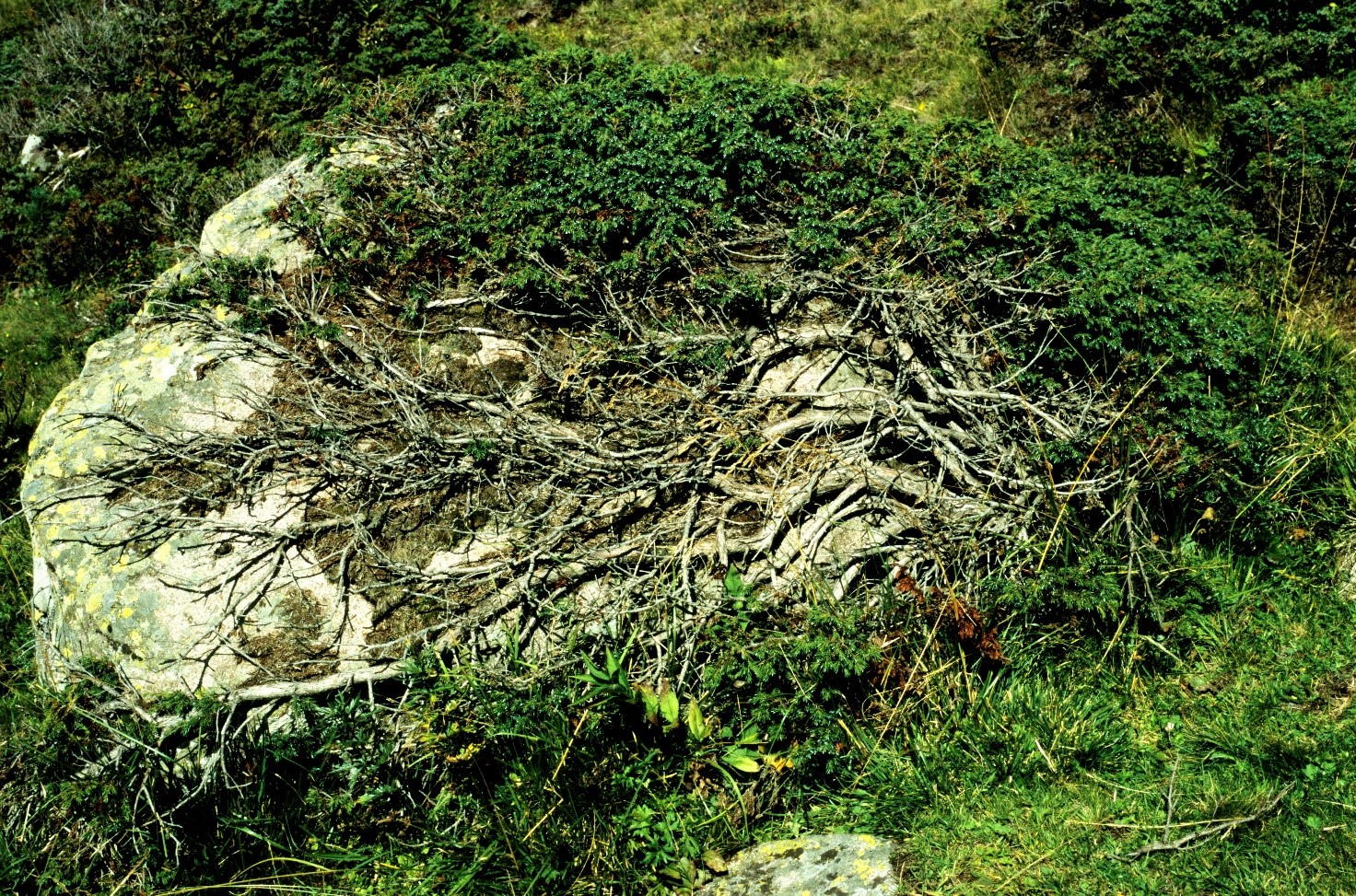 Juniperus nana