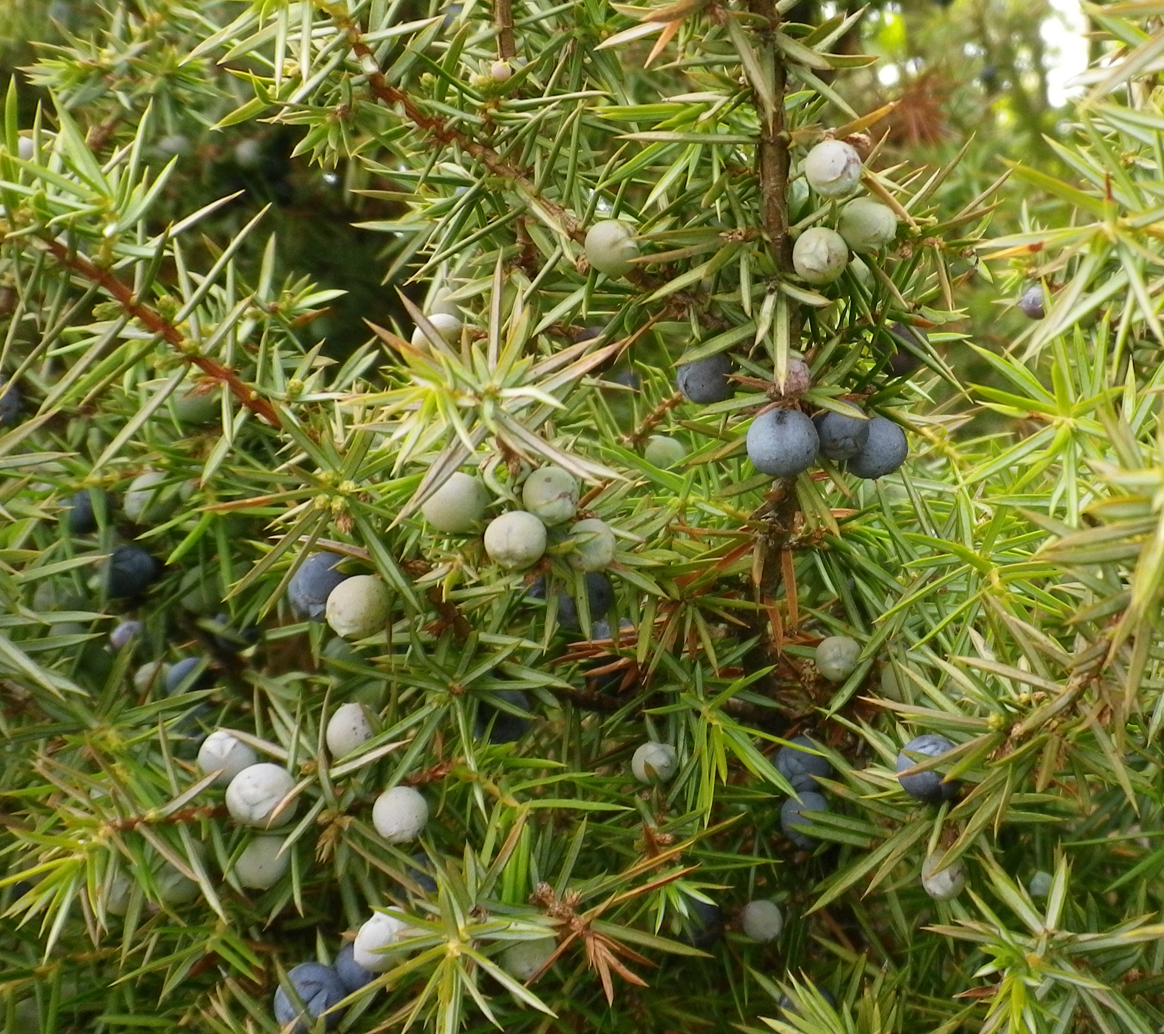 JuniperusGinepro