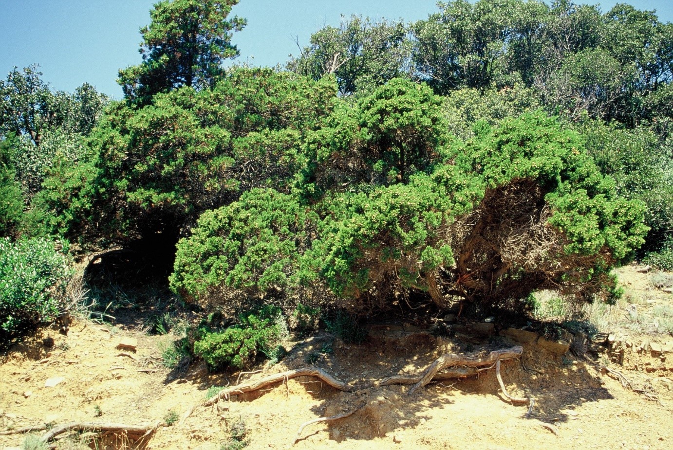 Juniperusphoenicea