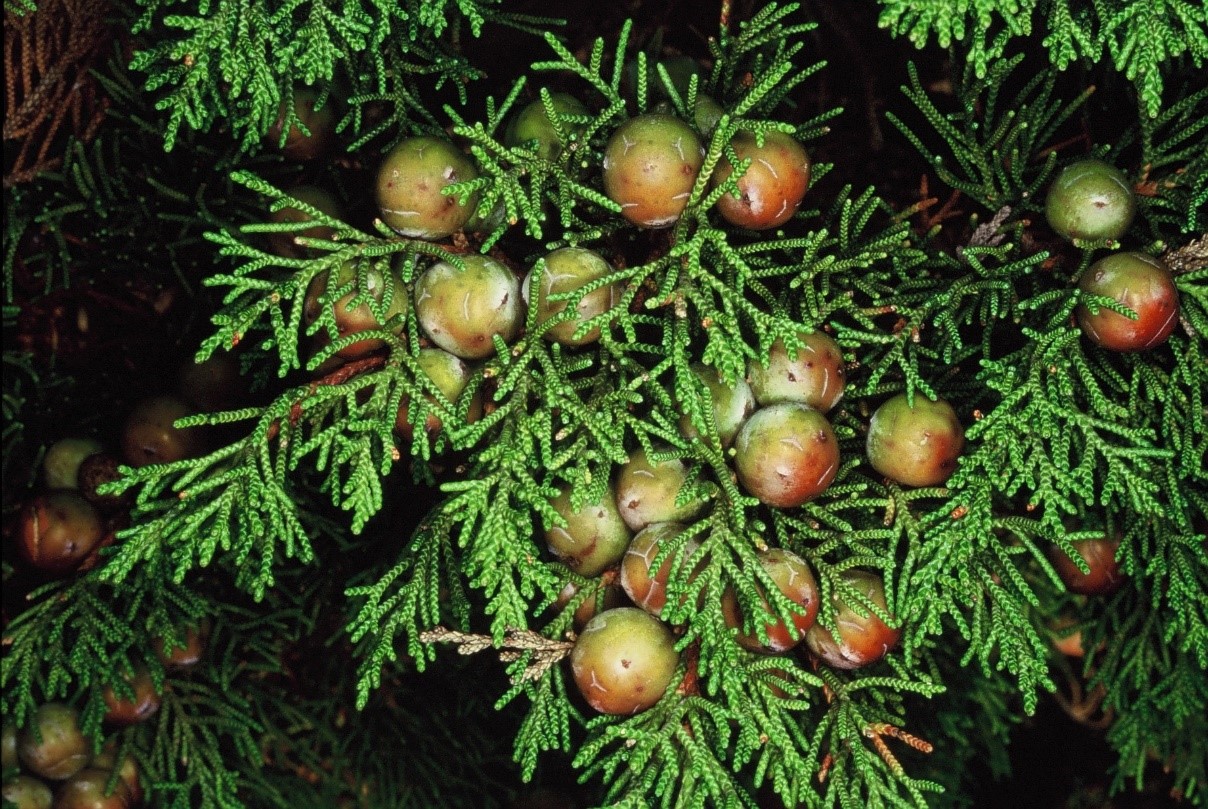 Juniperusphoenicea1