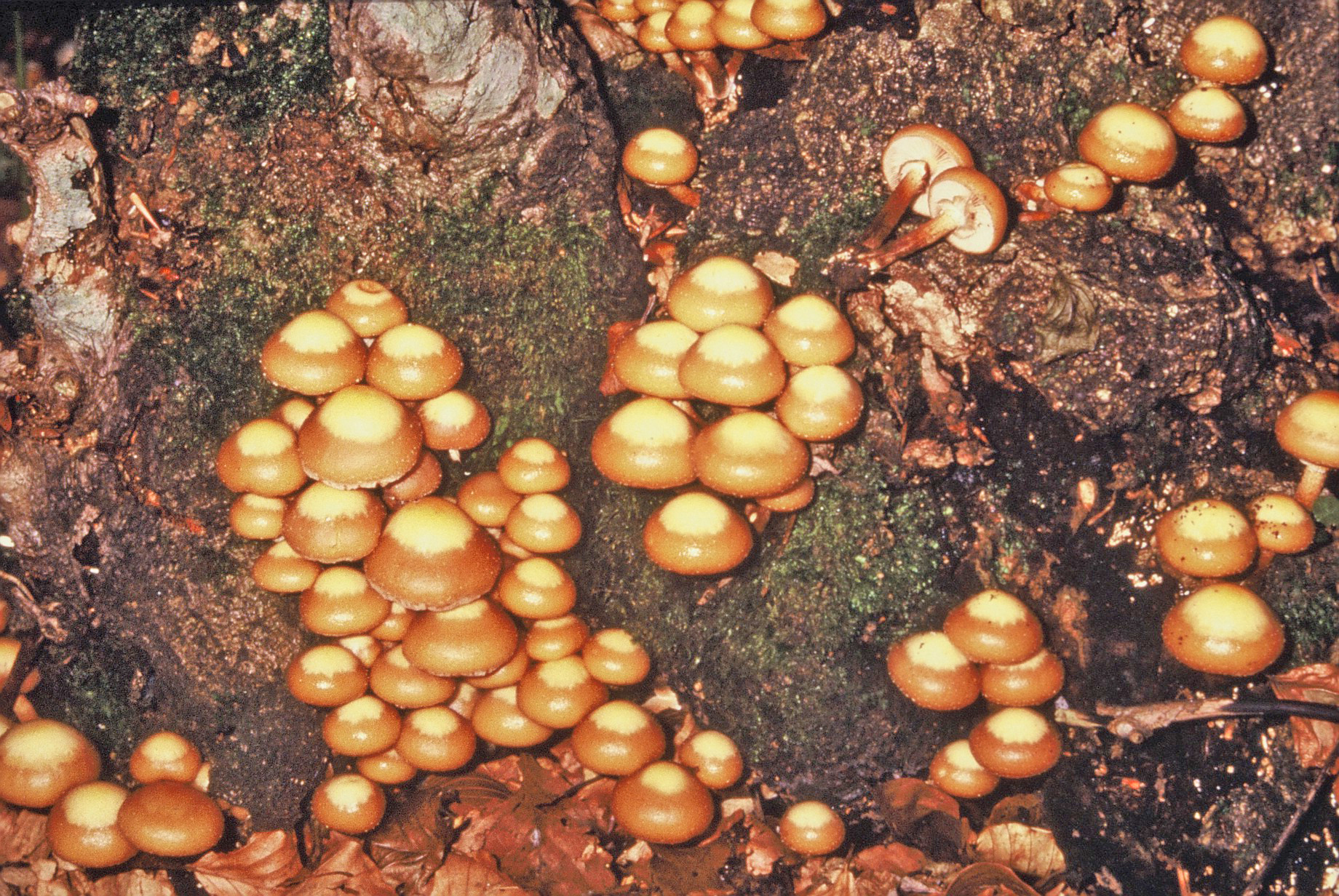 Kuheneromyces mutabilis 1