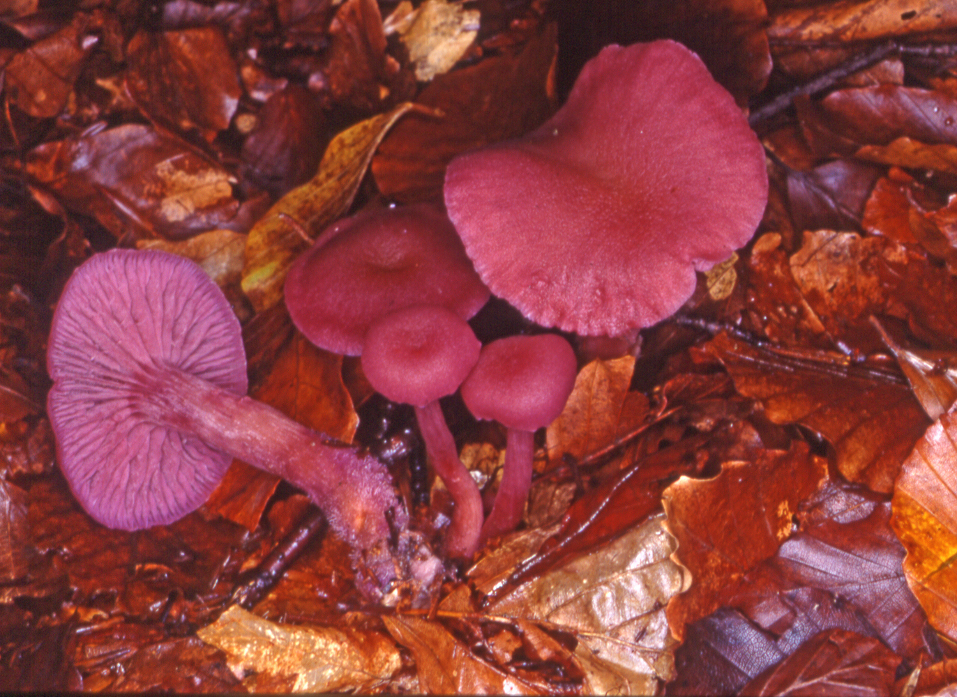 Laccaria amethystina