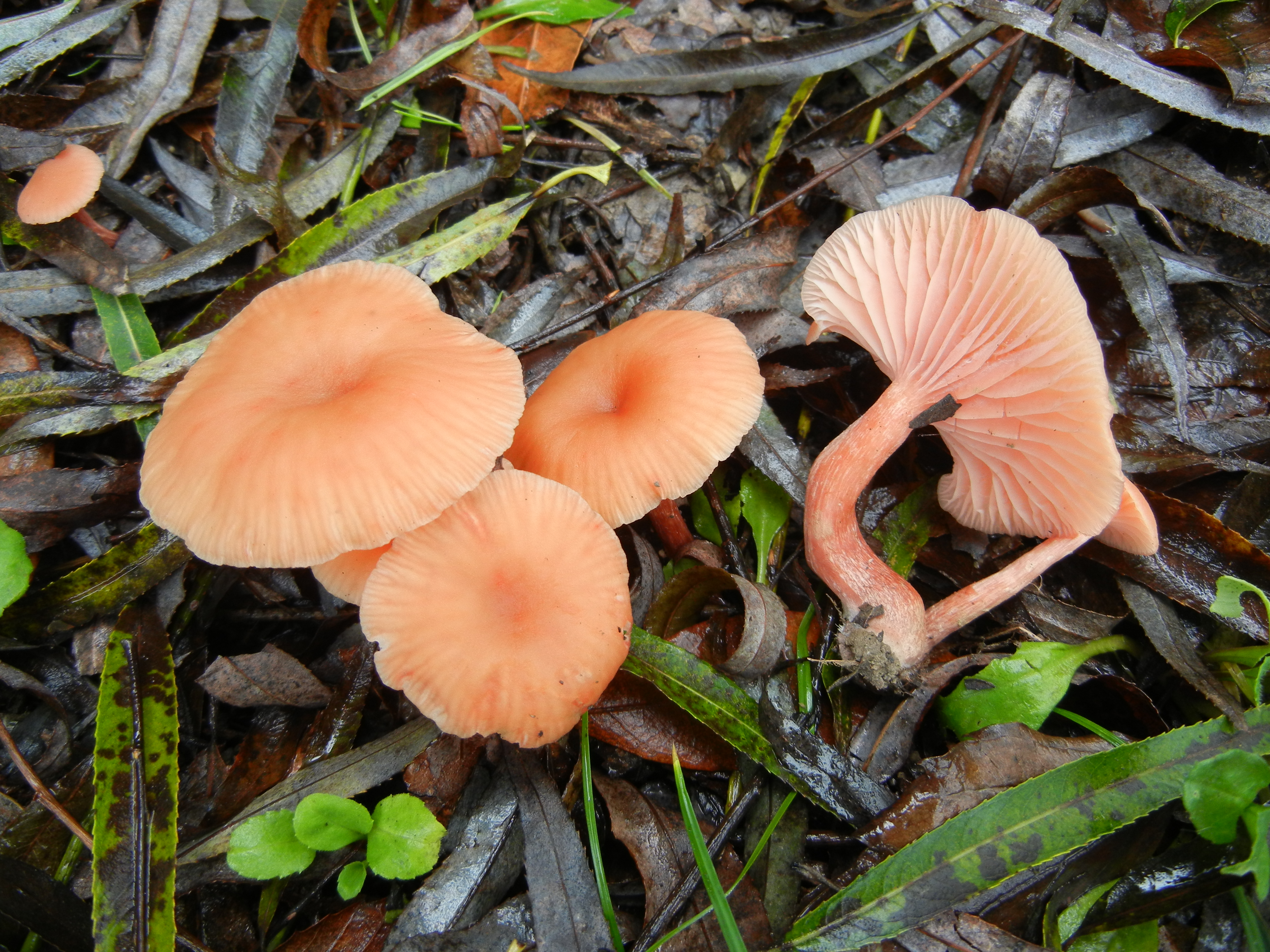 Laccaria laccata