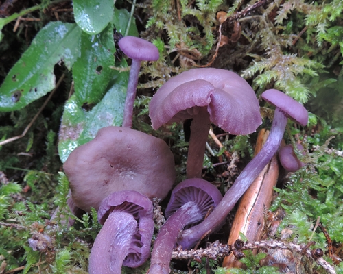 Laccariaametystina