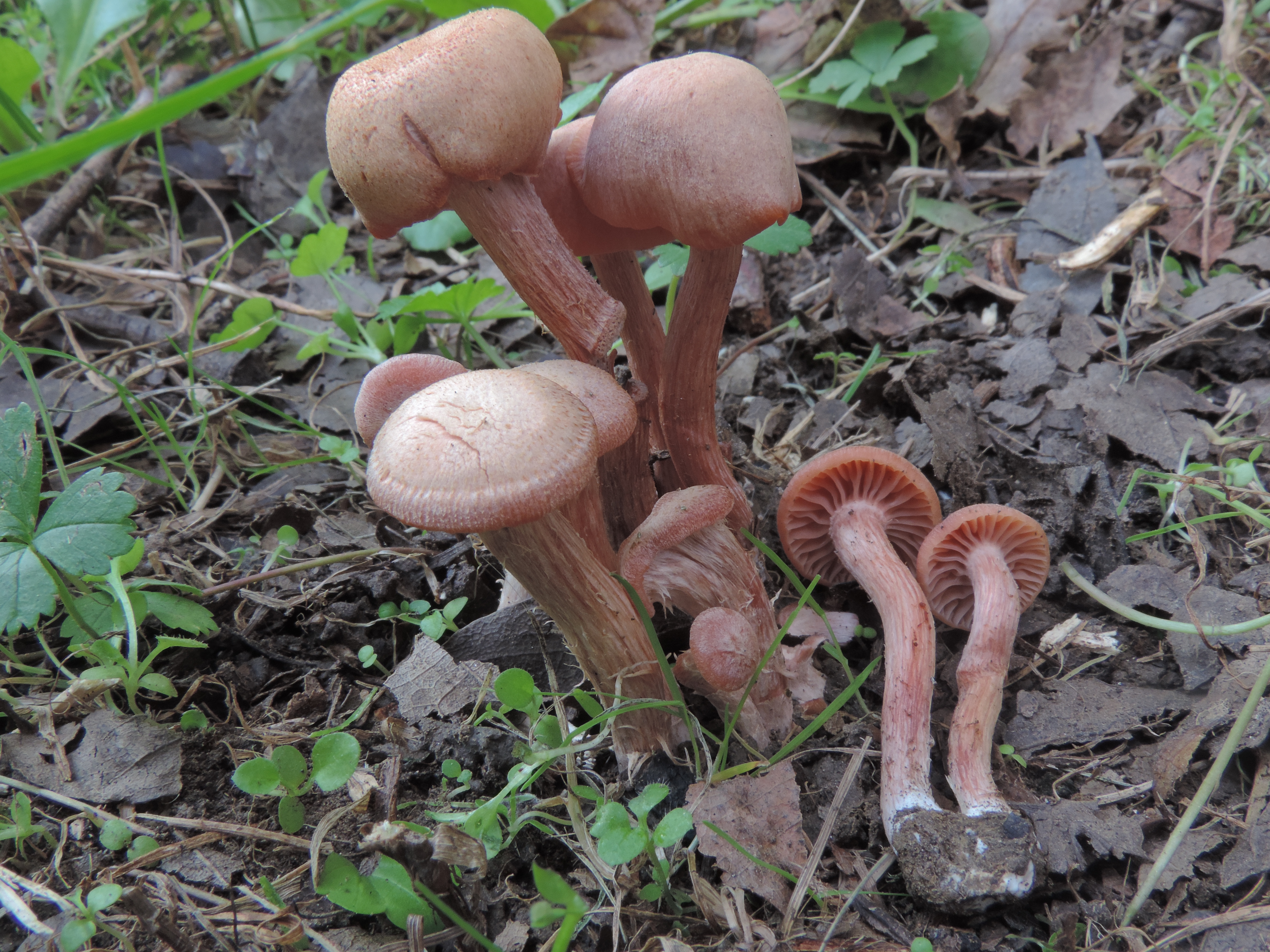 Laccarialaccata