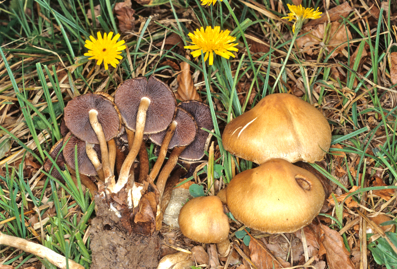 Lacrymaria lacrimabunda