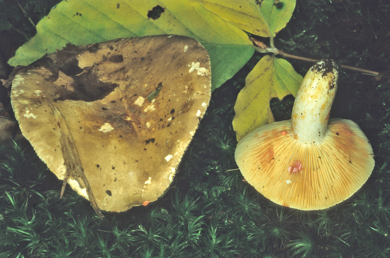 Lactarius acris