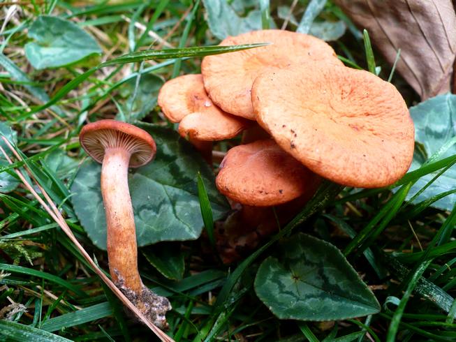 Lactarius_atlanticus