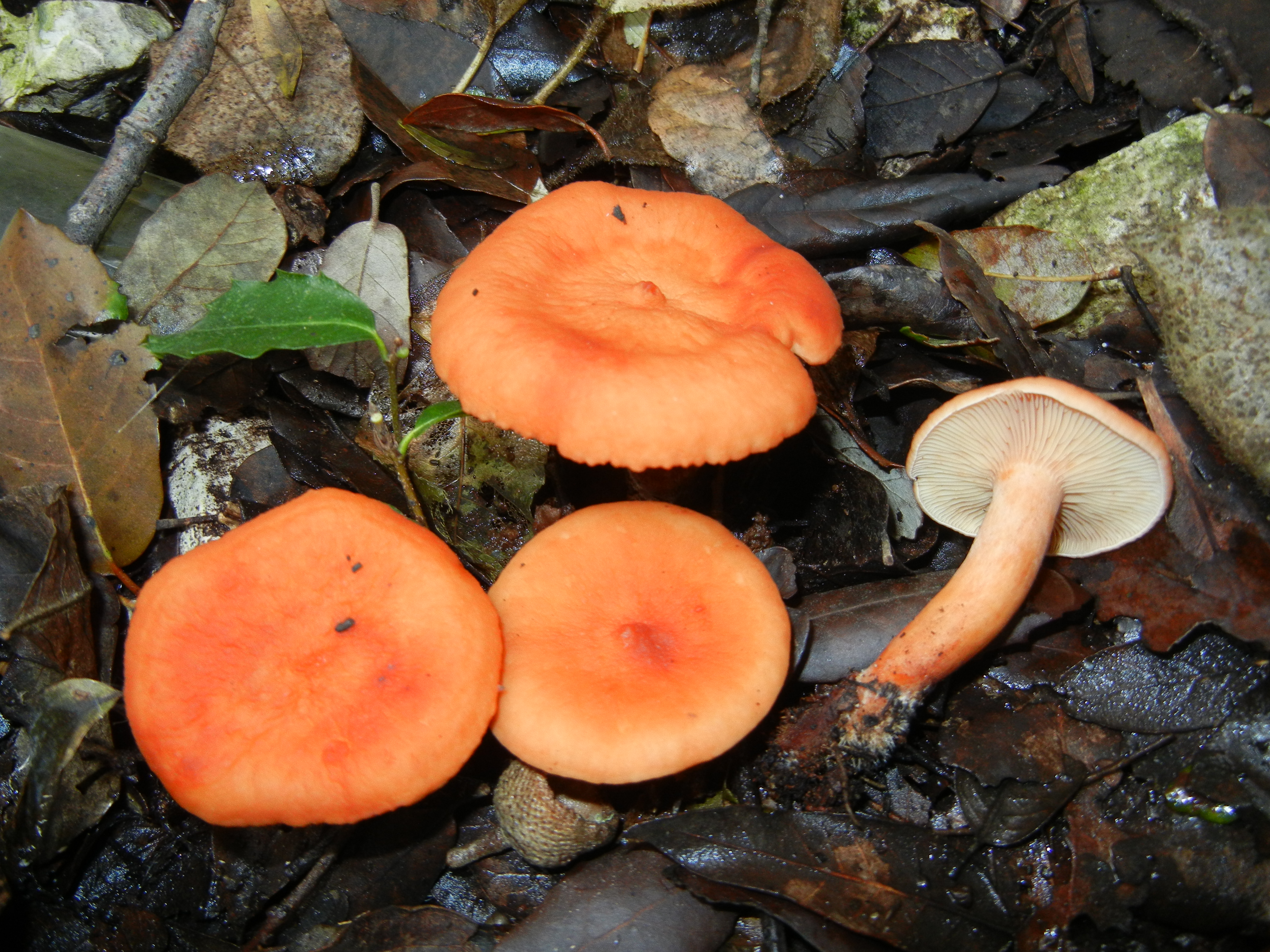 Lactarius atlanticus1