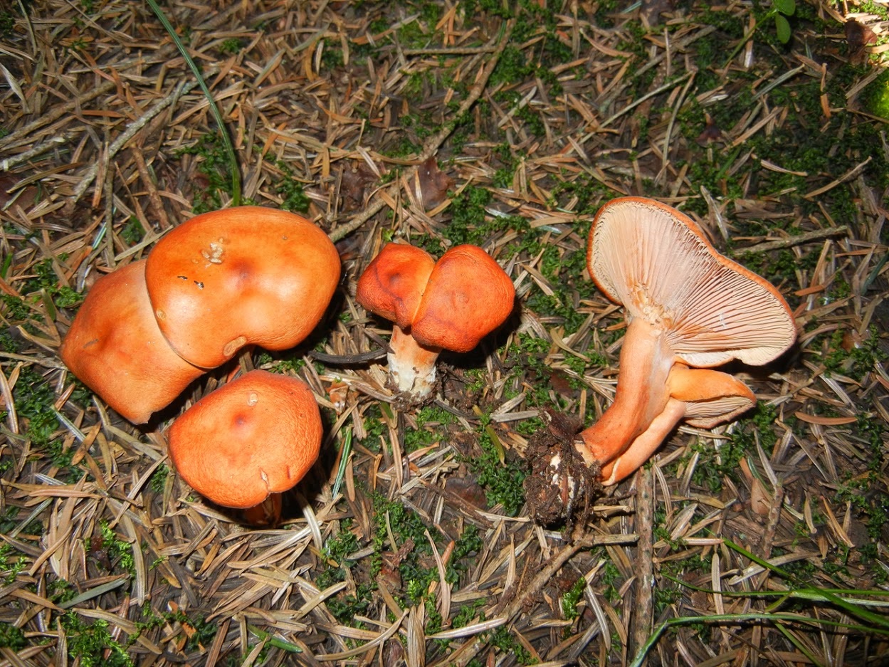 Lactarius aurantiacus1
