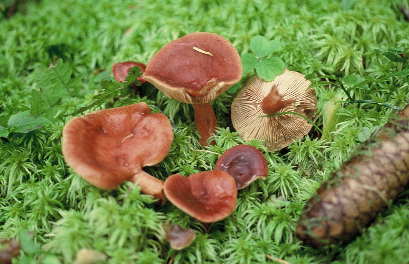 Lactarius badiosanguineus 1