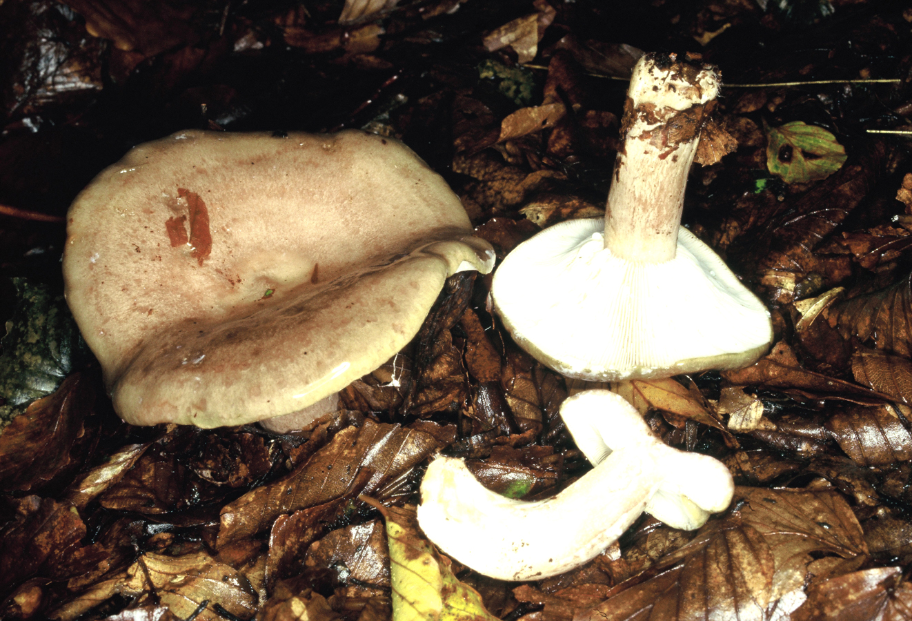 Lactarius blennius
