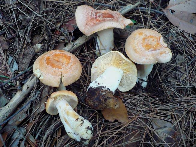 Lactarius_chrysorreus