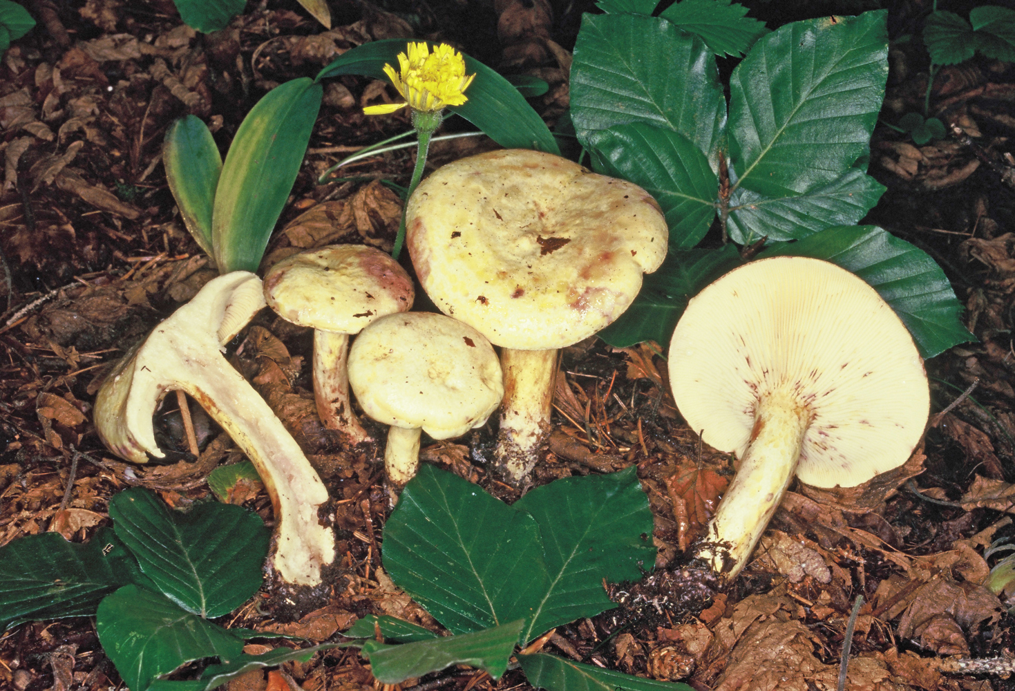 Lactarius flavidus