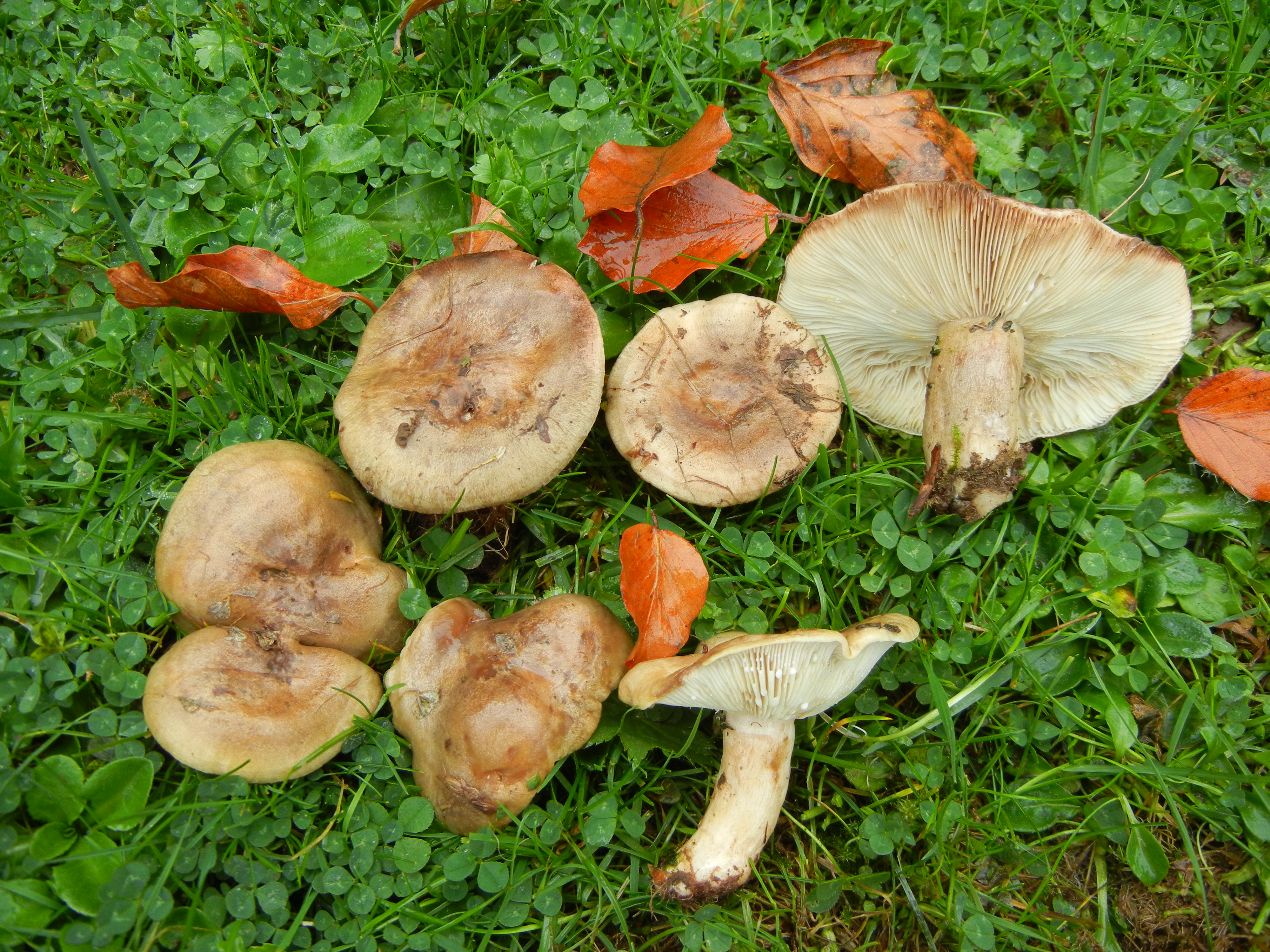 Lactarius fluens