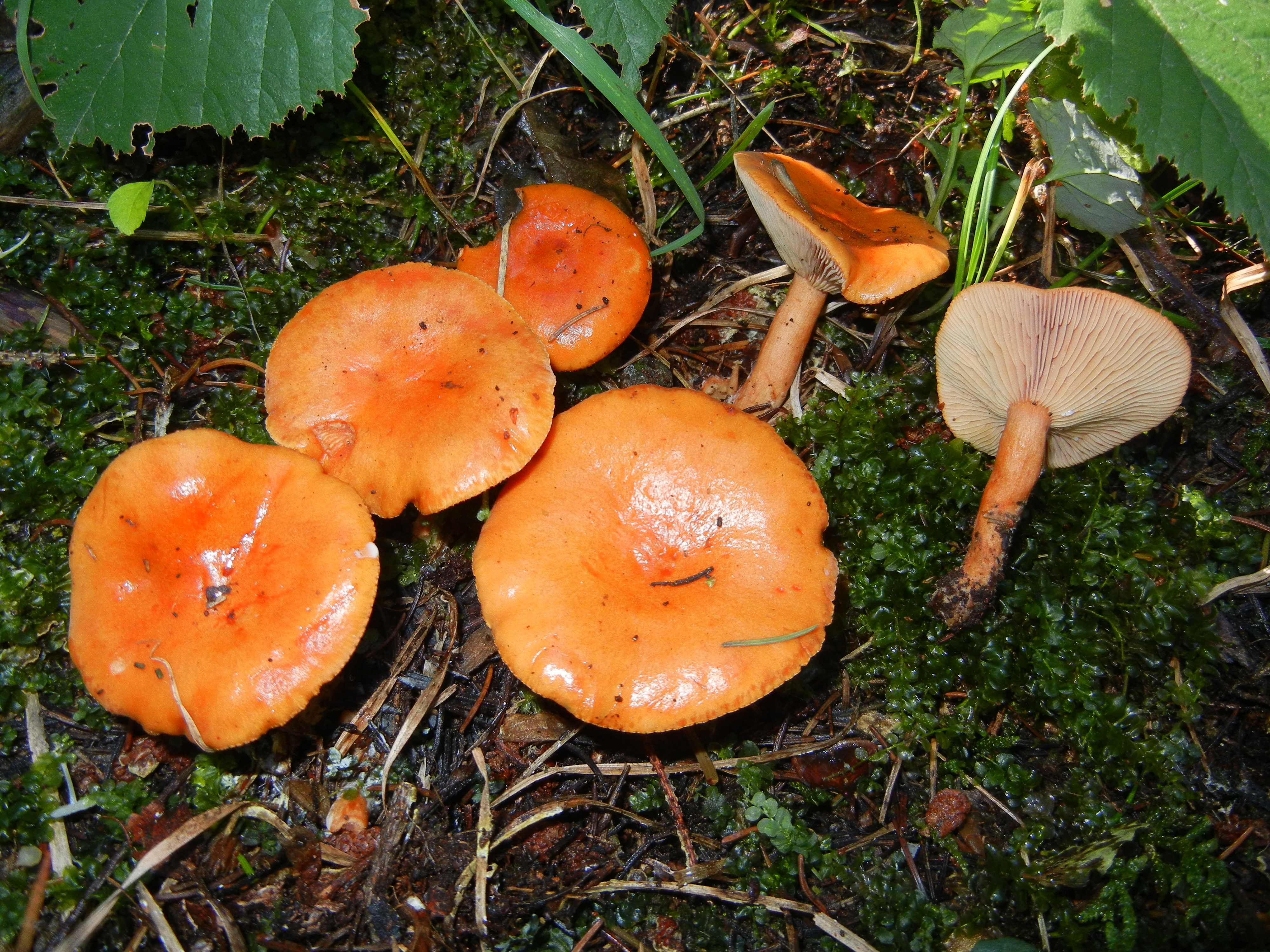 Lactarius fulvissimus