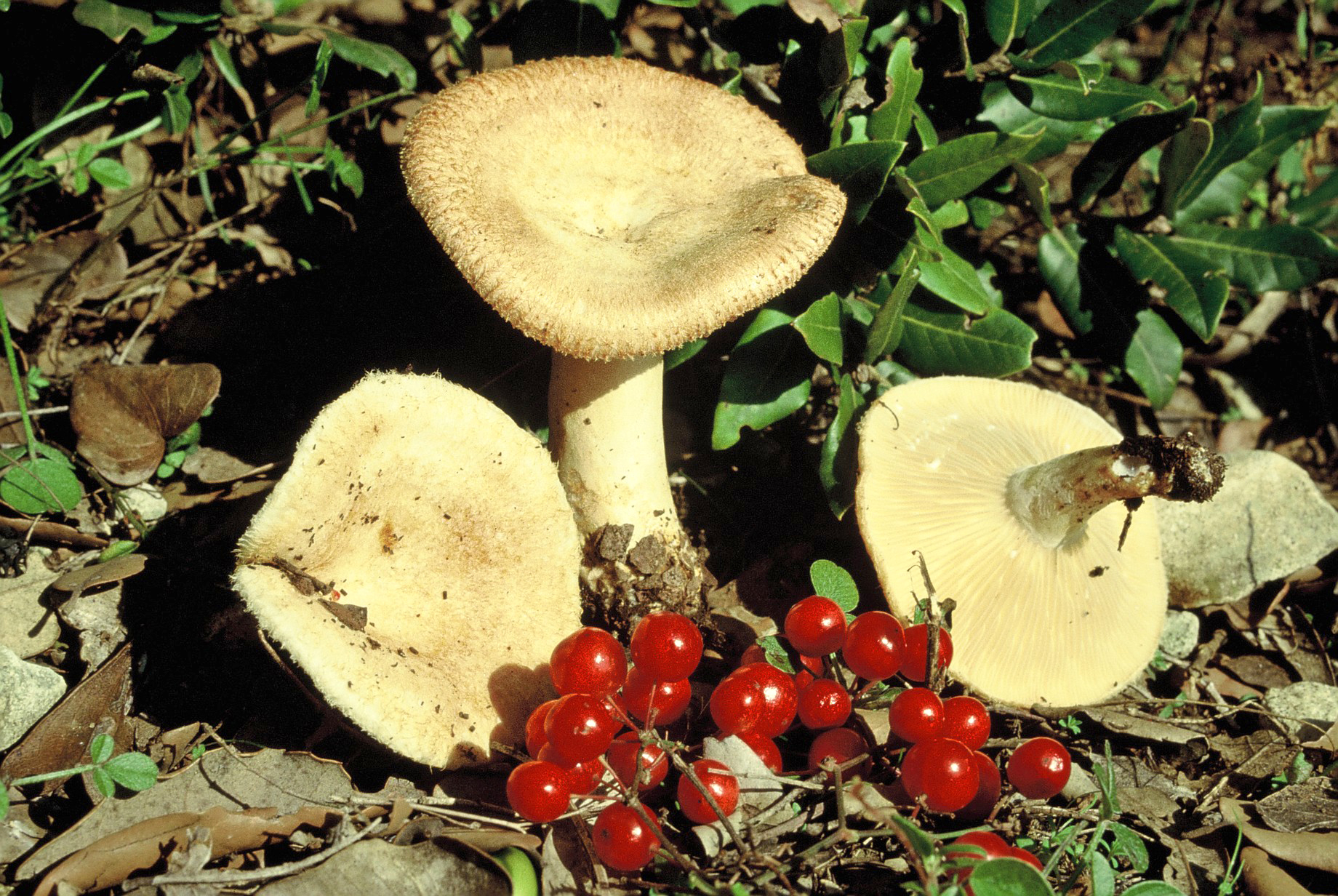 Lactarius mairei var ilicis