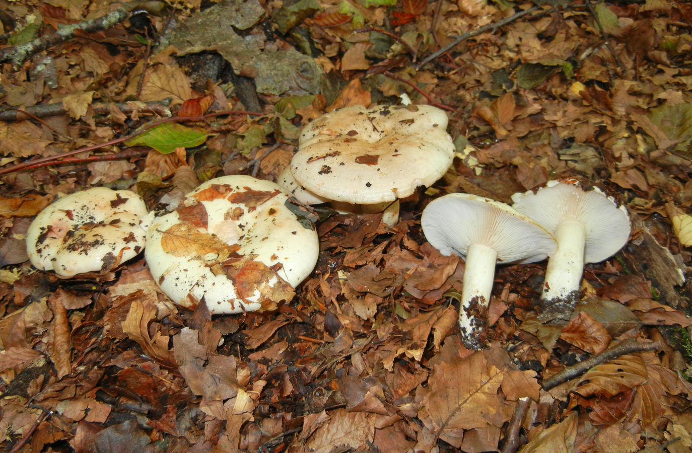 Lactarius pallidus