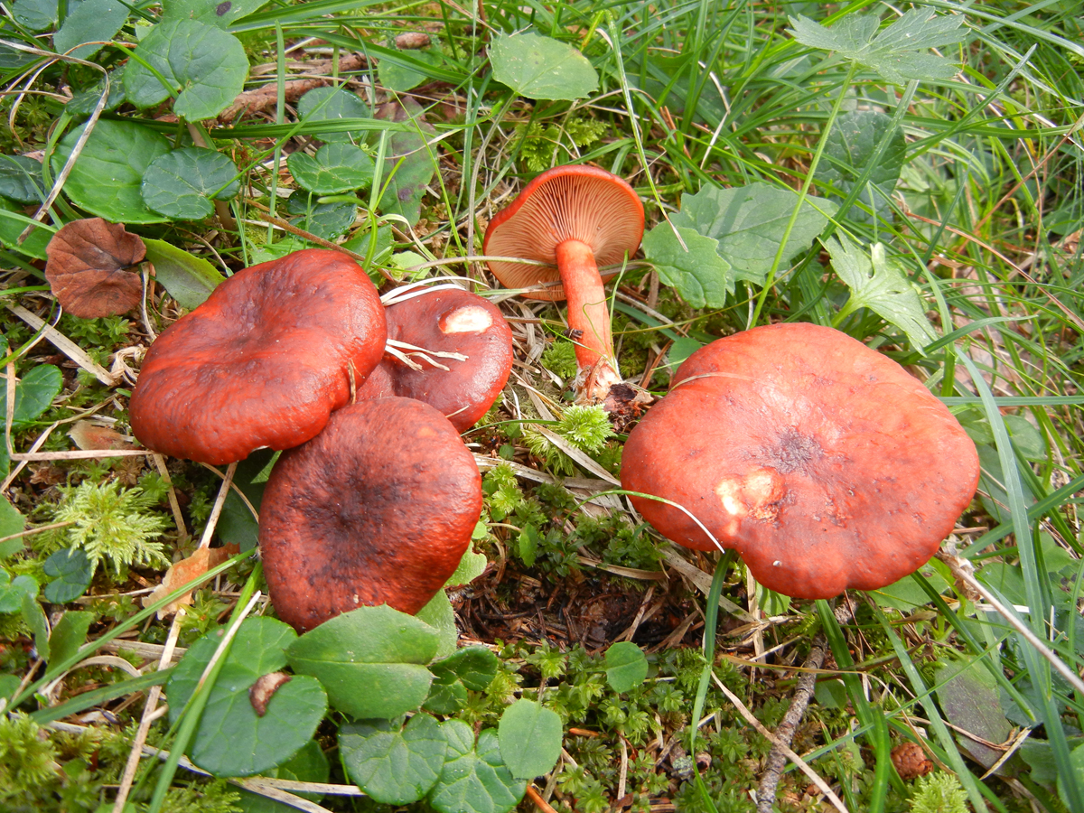 Lactarius rufus
