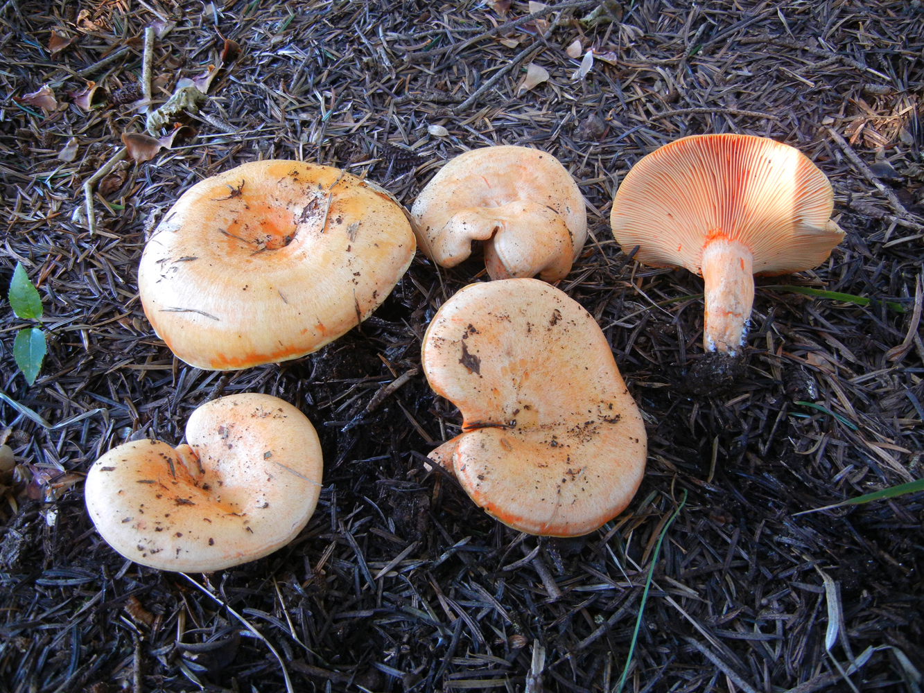 Lactarius salmonicolor