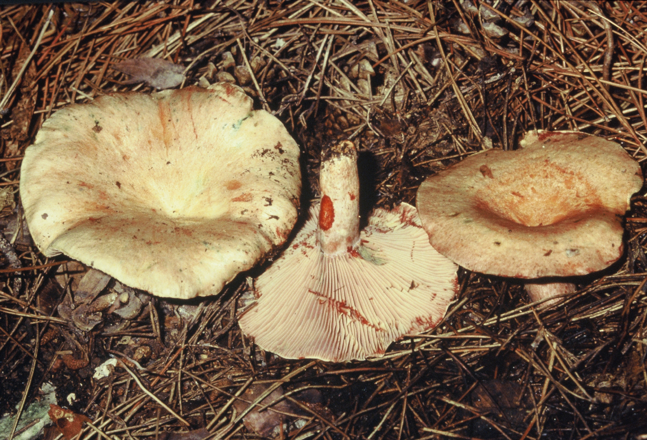 Lactarius sanguifluus1