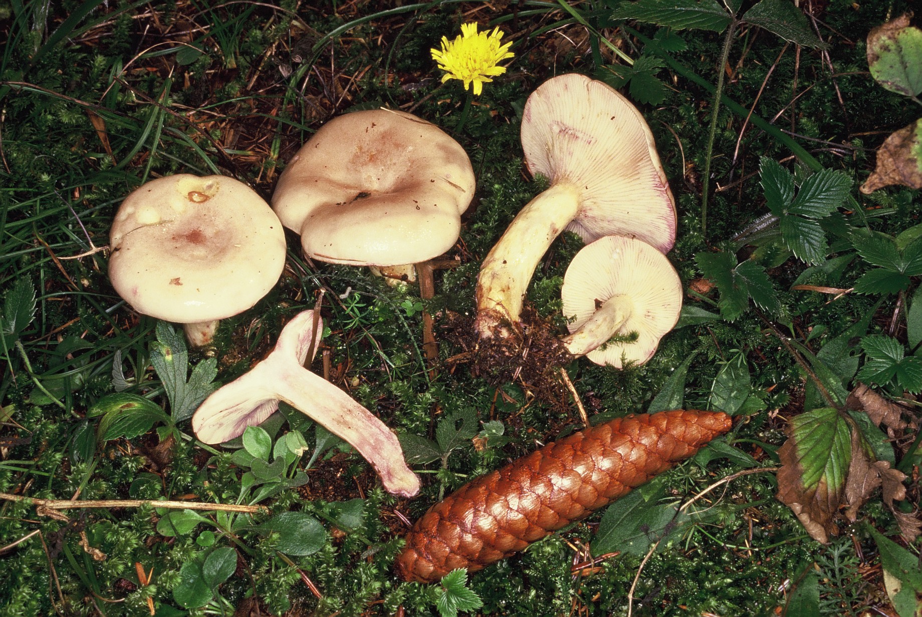 Lactarius uvidus 1