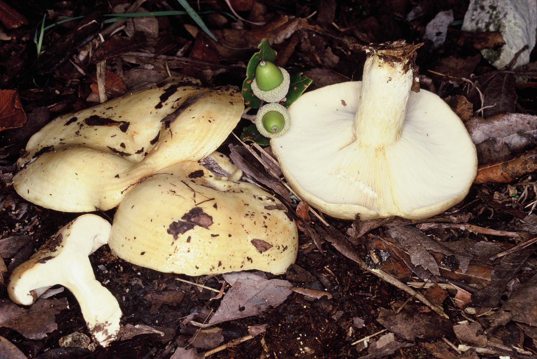 Lactarius zonarius var scrobipes