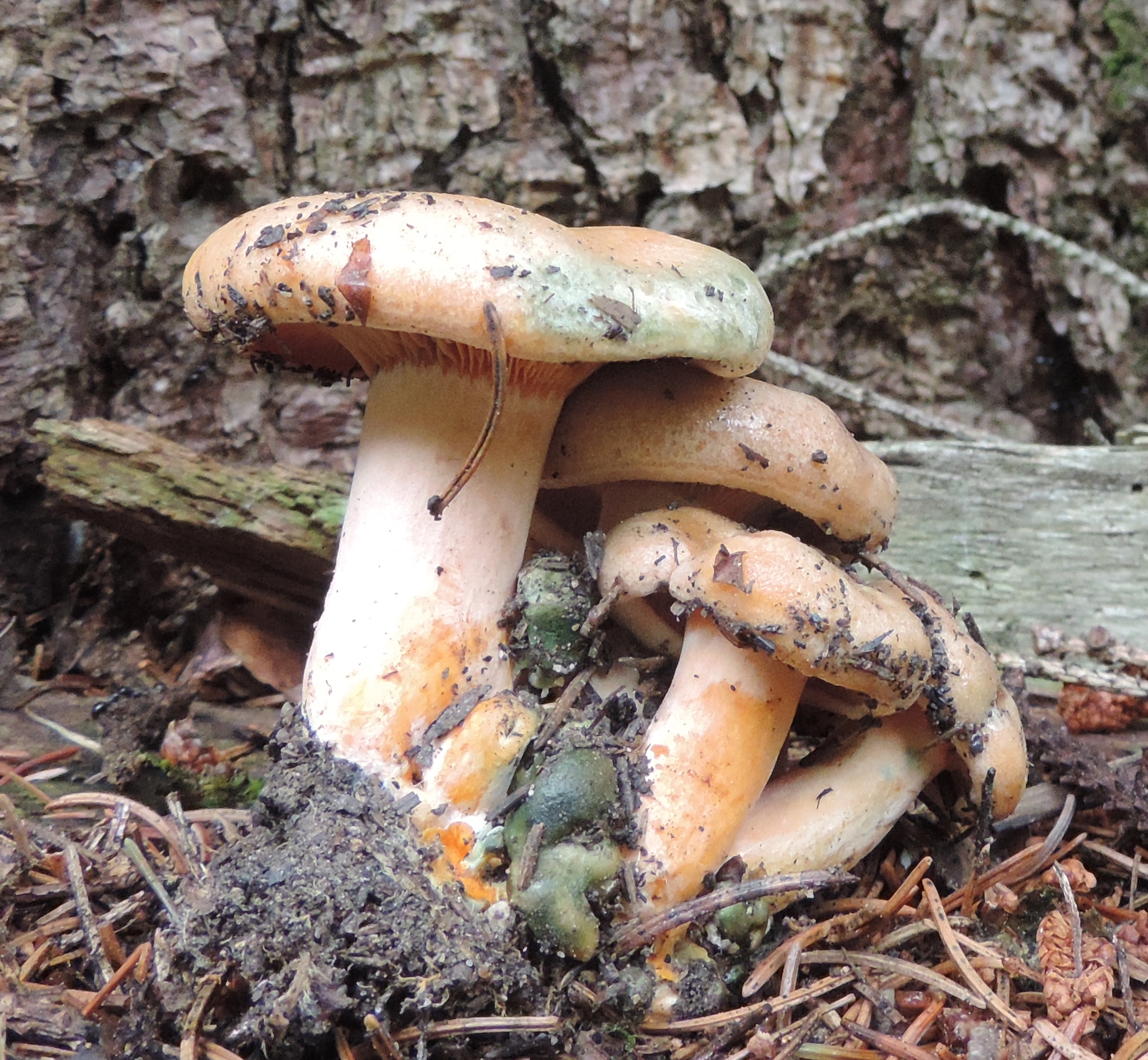 Lactariusdeterrimus