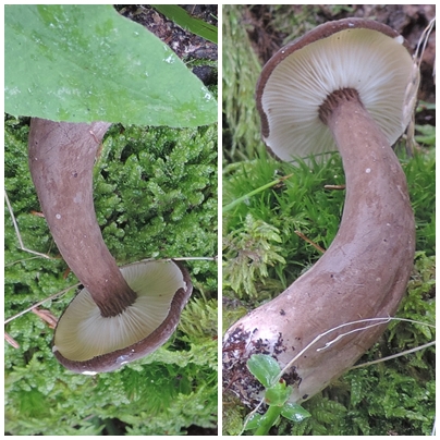Lactariuslignyotus