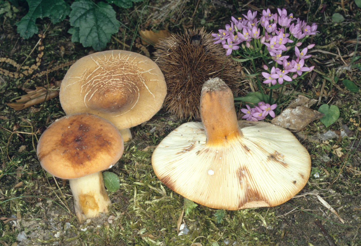 Lactifluus volemus