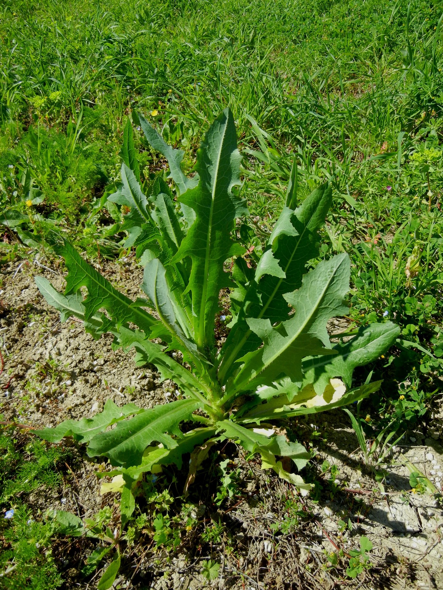 Lactuca virosa