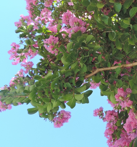 Lagerstroemiaindica