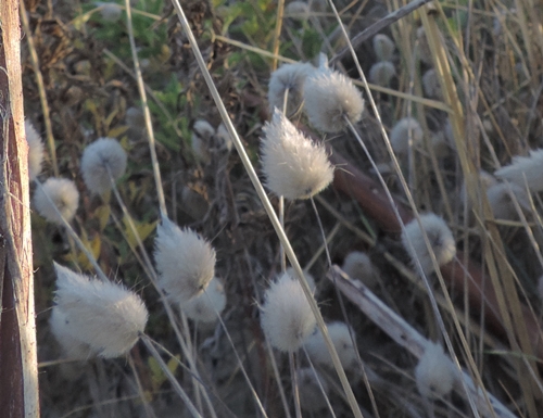 Lagurus ovatus L Piumino