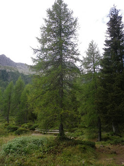 LarixdeciduaLarice