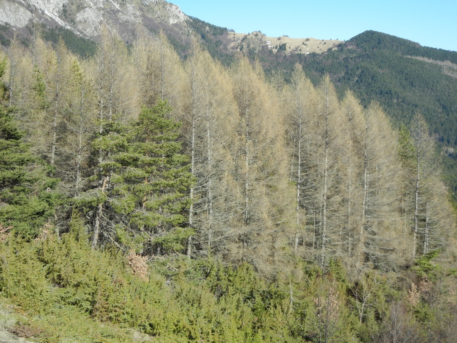 Larixdeciduainvernale