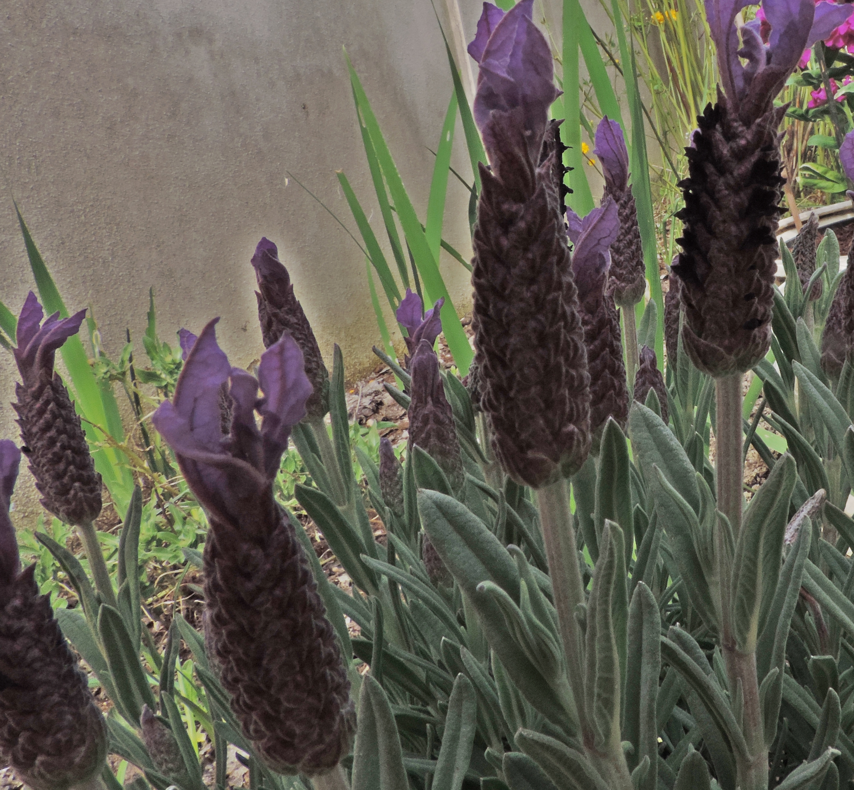 Lavandula stoechas lavanda selvatica