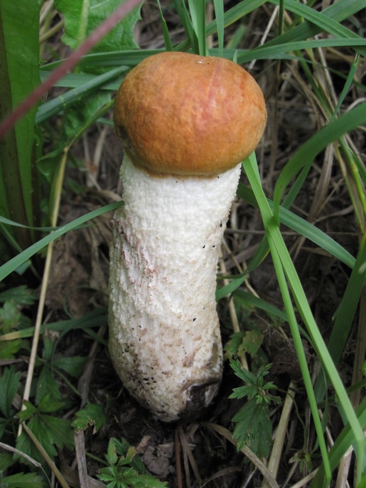 Leccinum aurantiacum1
