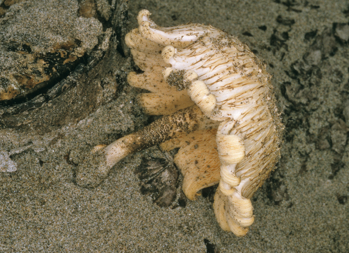Lentinus tigrinus