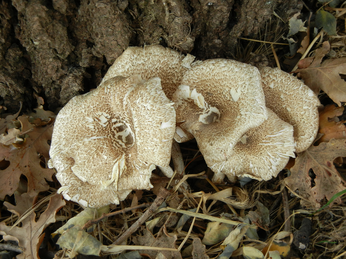 Lentinus tigrinus 1