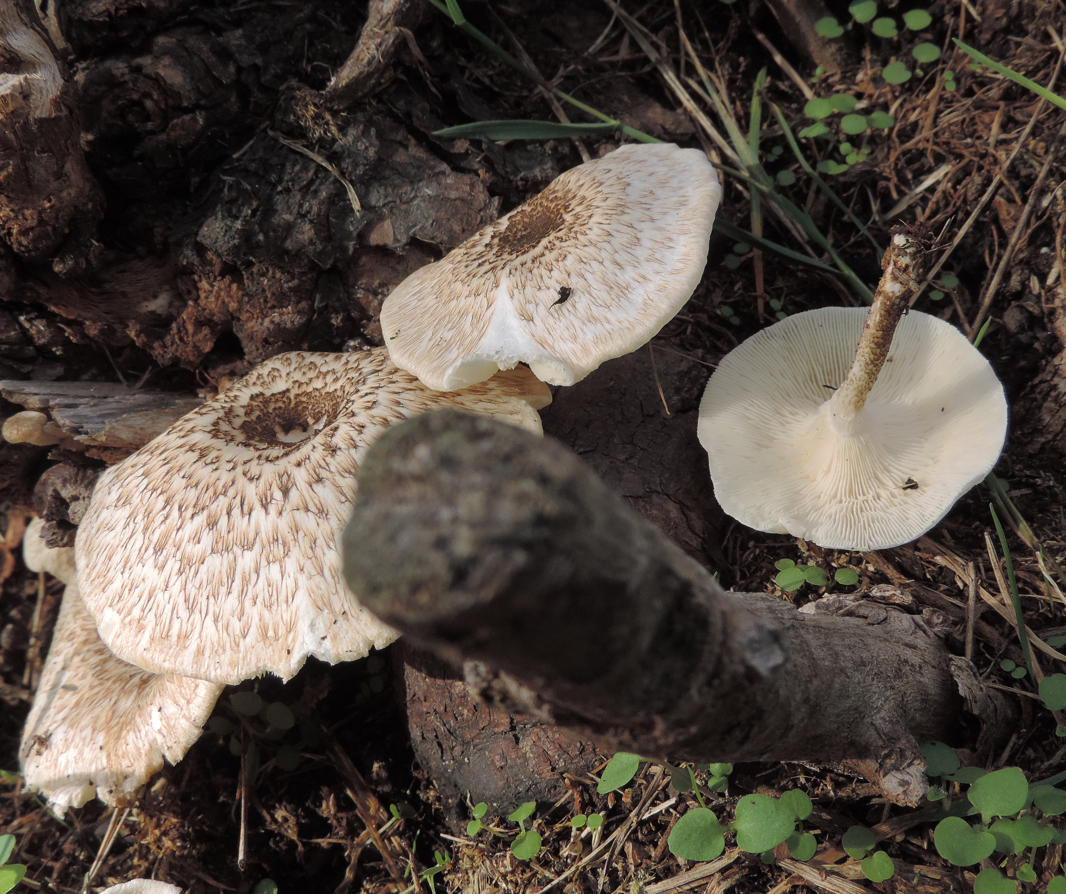Lentinustigrinus