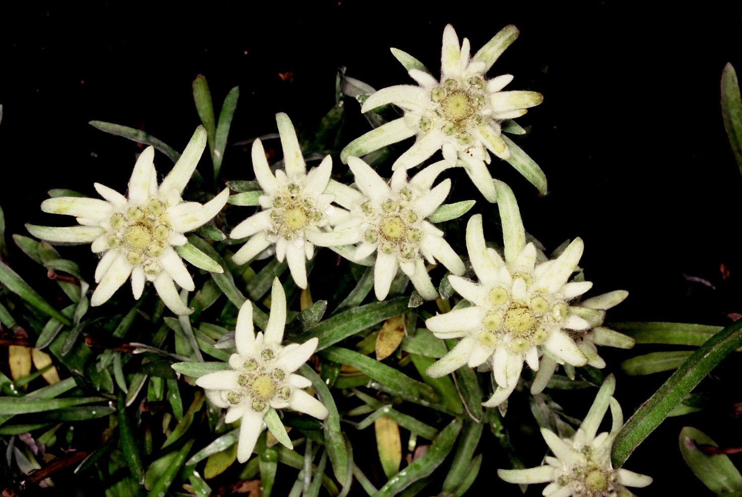 Leontopodiumalpinum