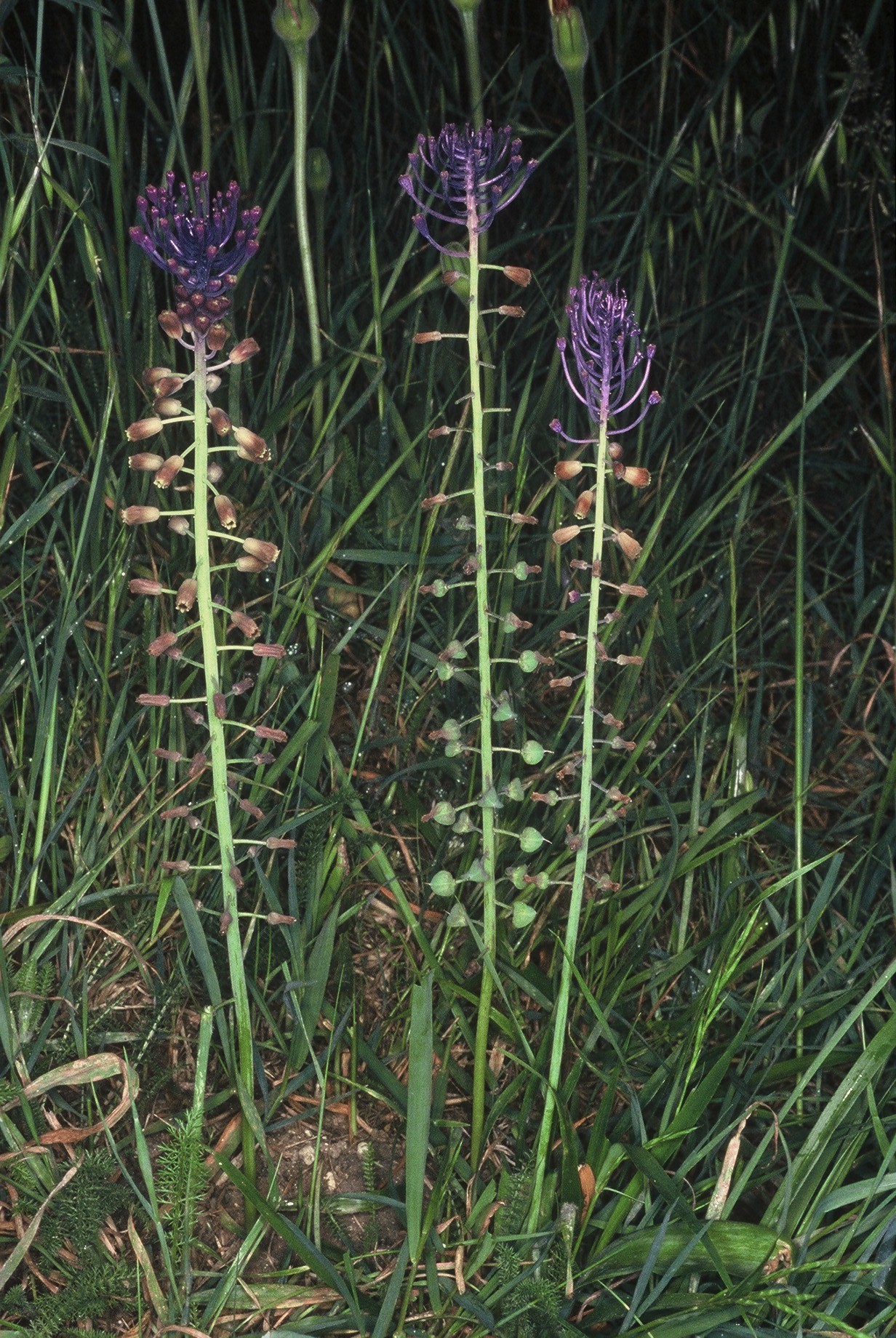 Leopoldia comosa