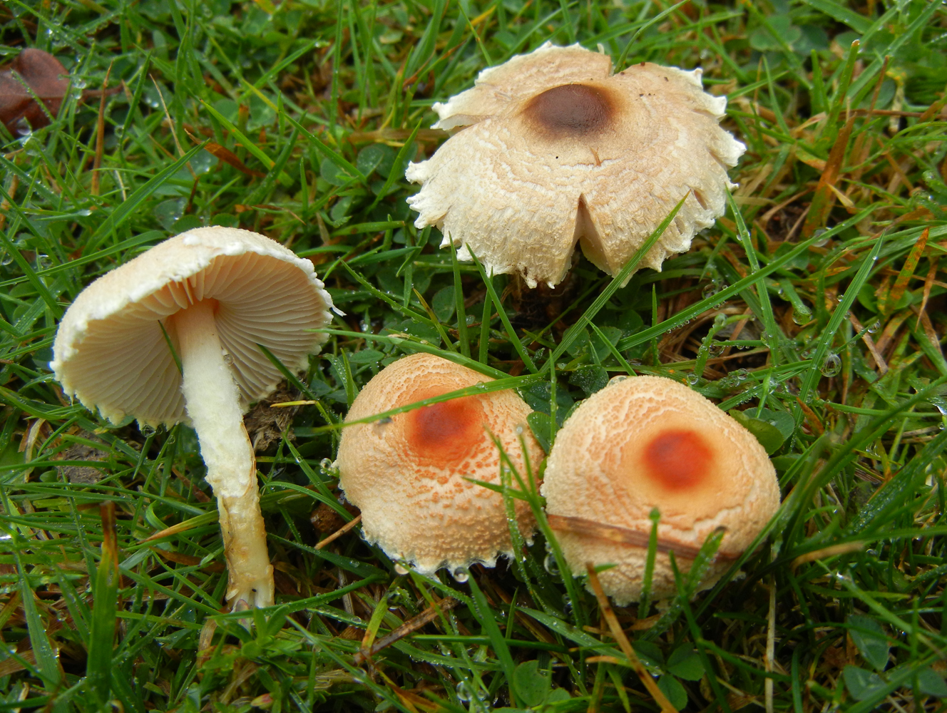 Lepiota subincarnata